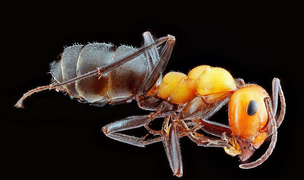 Ant Control service in Virginia Beach, VA