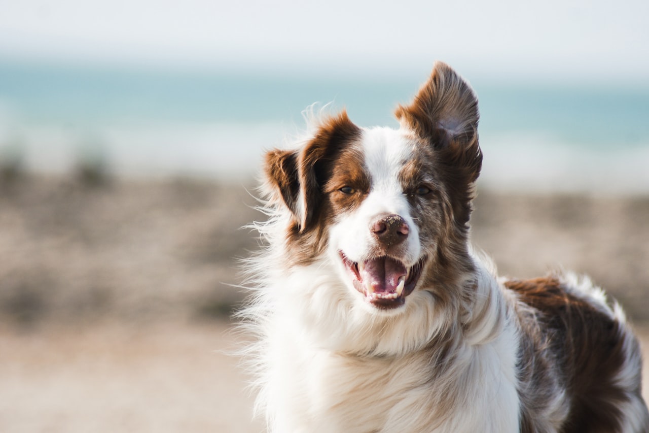 Flea & Tick Control service in Virginia Beach, VA