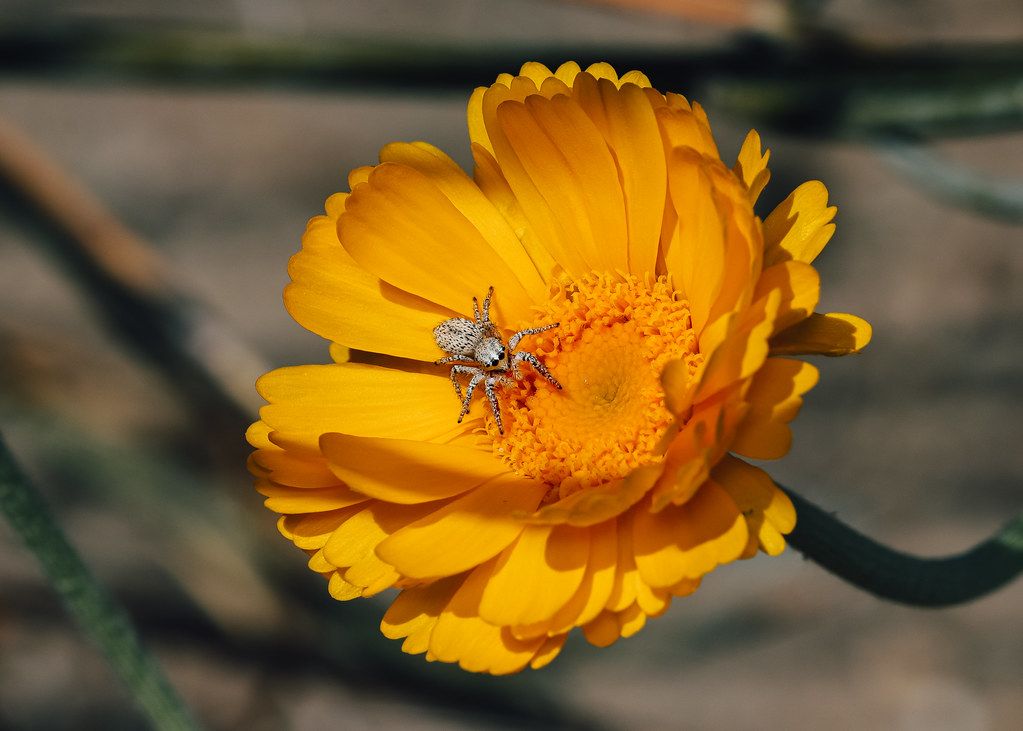 Spider Control service in Virginia Beach, VA